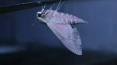 Éjszakai moly: leírás és életmód